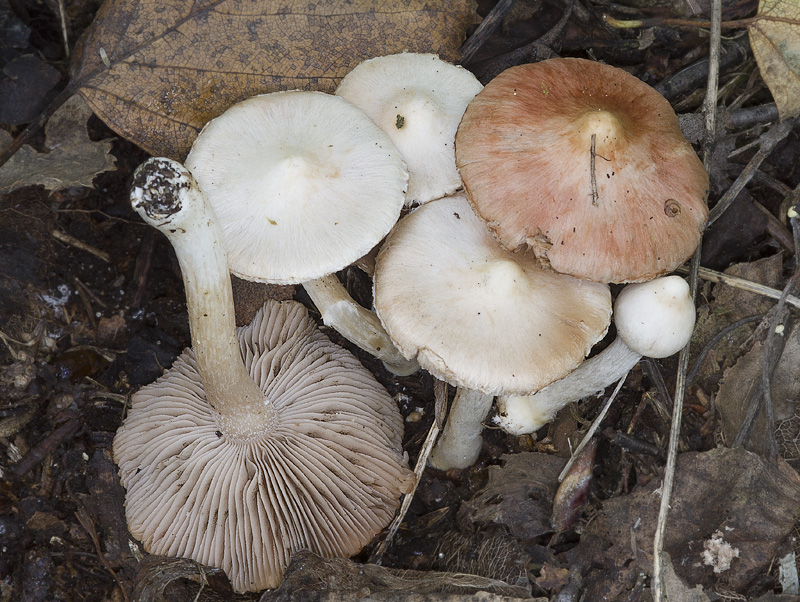 Inocybe whitei